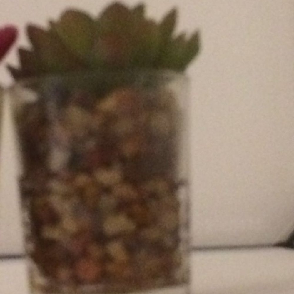 West Elm Faux Potted Mini Succulent